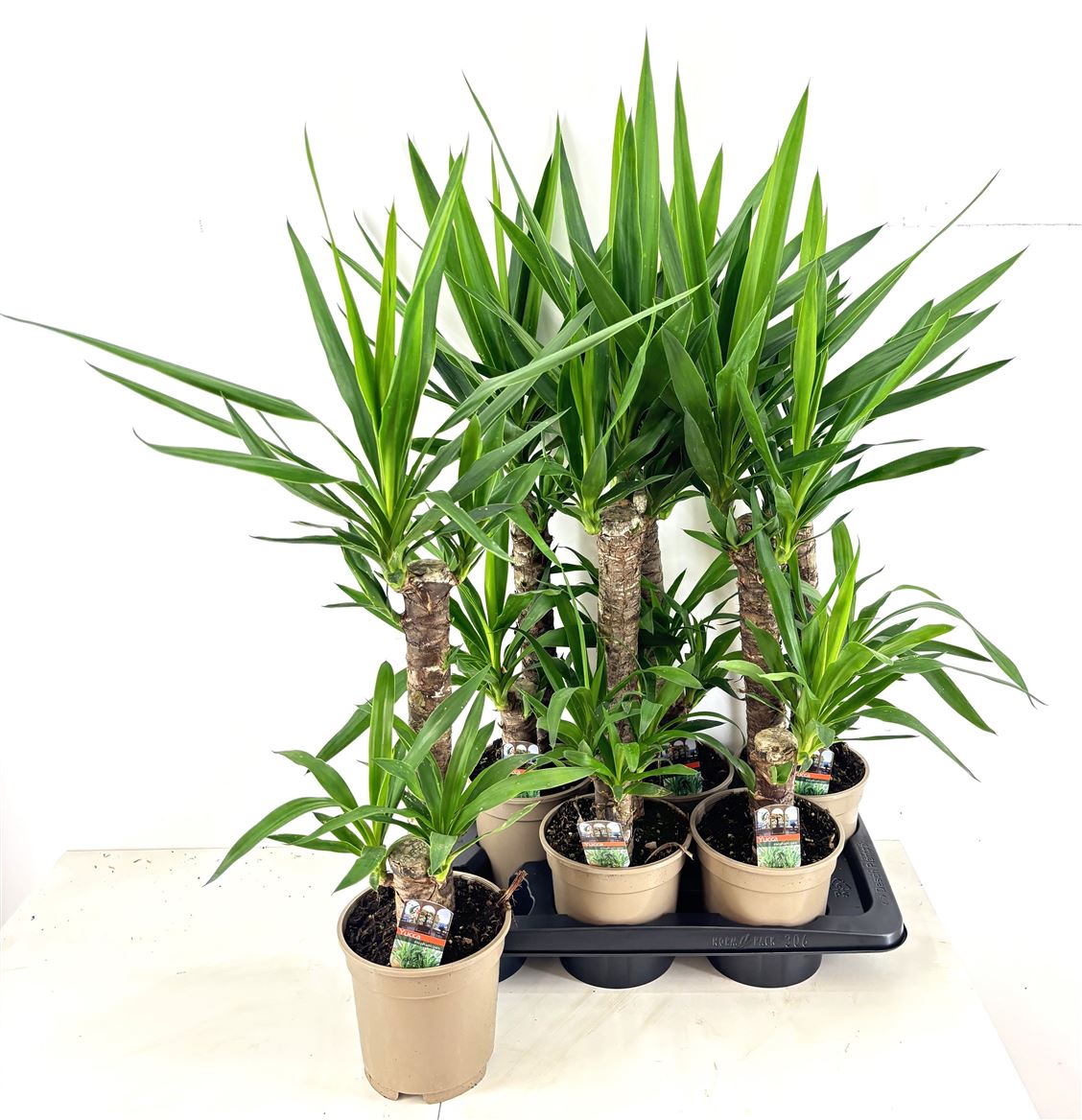 Горшечные цветы и растения оптом Yucca 45-20 2+ от 6шт из Голландии с доставкой по России
