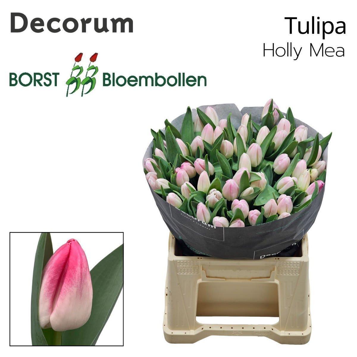 Срезанные цветы оптом Tulipa si holly mae от 100шт из Голландии с доставкой по России