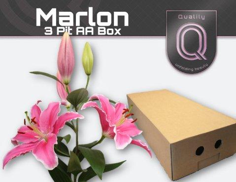 Срезанные цветы оптом Lilium or marlon от 120шт из Голландии с доставкой по России