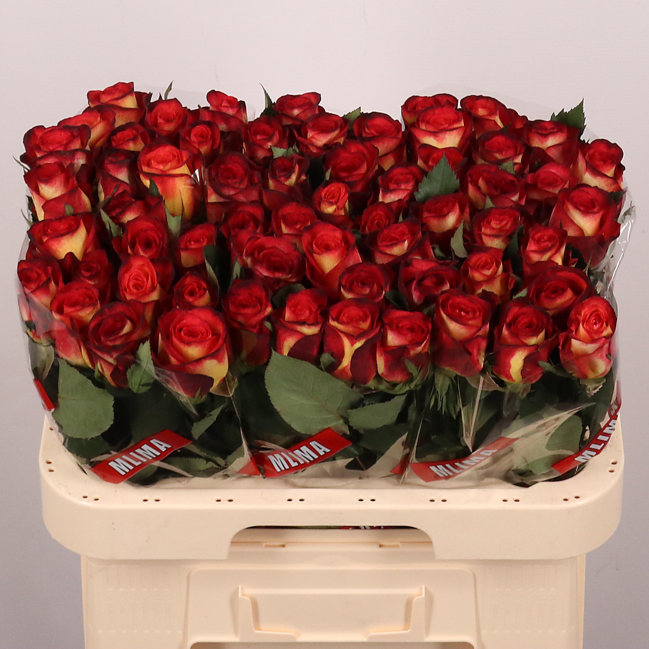 Срезанные цветы оптом Rosa large magma от 60шт из Голландии с доставкой по России