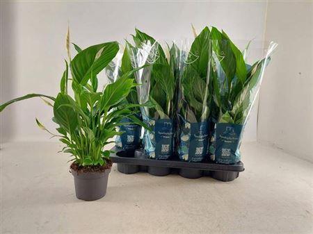 Горшечные цветы и растения оптом Spath Strauss 4+ от 8шт из Голландии с доставкой по России