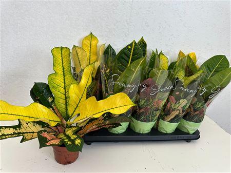 Горшечные цветы и растения оптом Cod Kl Gem 5 Srt от 8шт из Голландии с доставкой по России