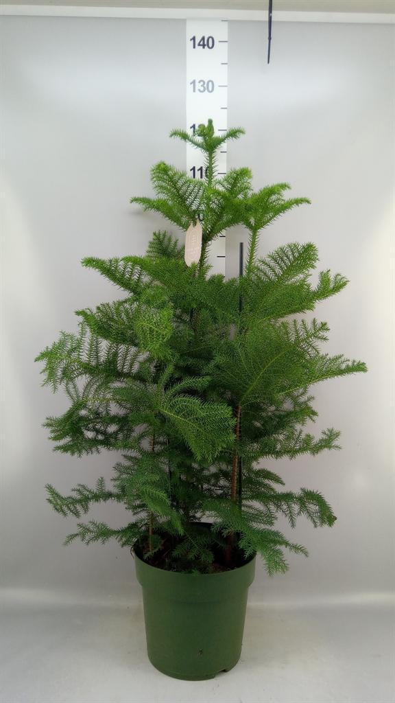 Горшечные цветы и растения оптом Araucaria Heterophylla A от 1шт из Голландии с доставкой по России