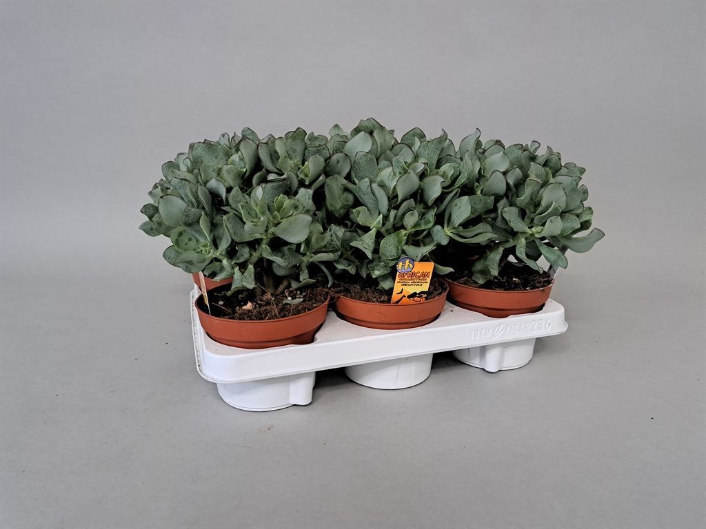 Горшечные цветы и растения оптом Crassula Arborescens Subsp. Undilat от 6шт из Голландии с доставкой по России