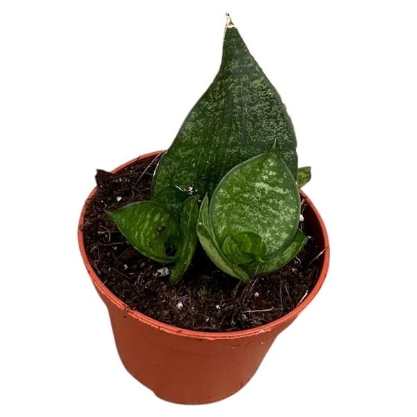 Горшечные цветы и растения оптом Sansevieria Ehrendel от 1шт (для телеги) из Голландии с доставкой по России