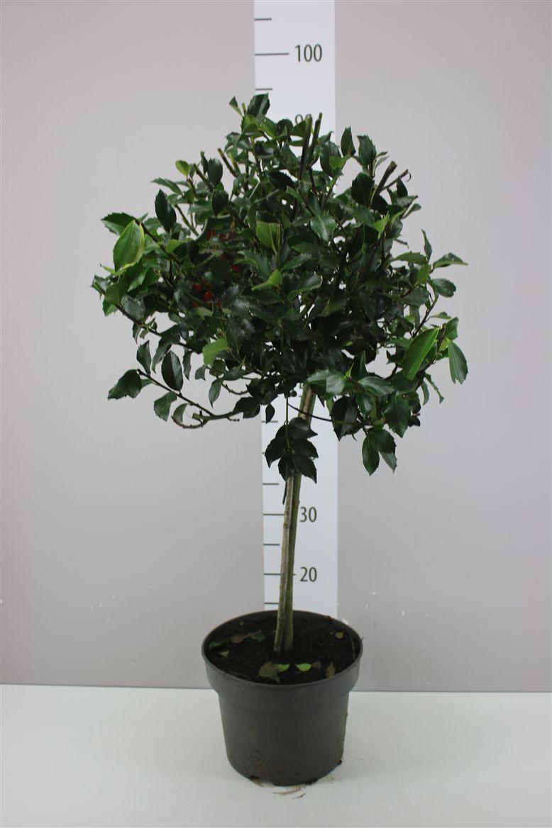 Горшечные цветы и растения оптом Ilex M Blue Maid Op Stam от 1шт из Голландии с доставкой по России