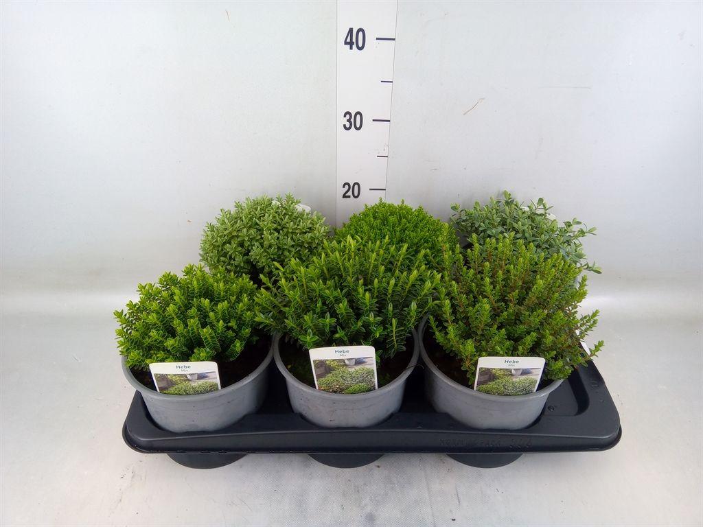 Горшечные цветы и растения оптом Hebe   ...mix от 6шт из Голландии с доставкой по России