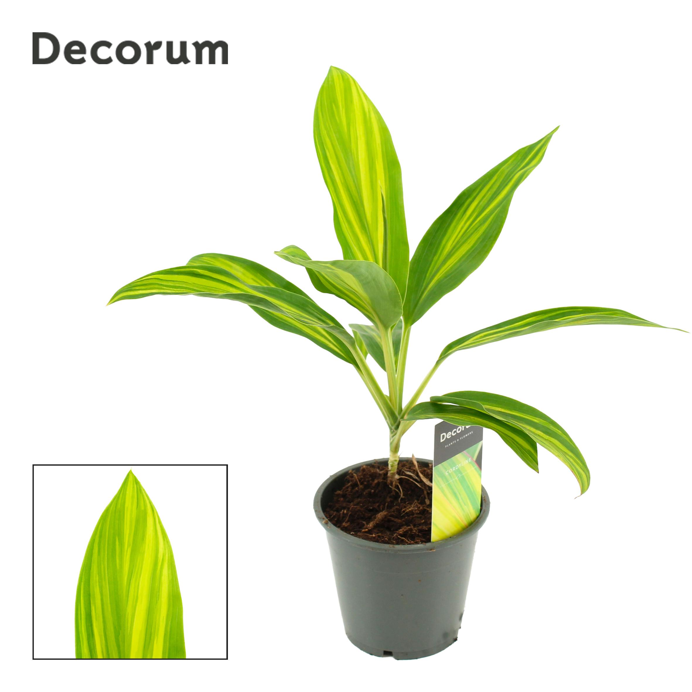 Горшечные цветы и растения оптом Cordyline Vanilla Queen от 10шт из Голландии с доставкой по России