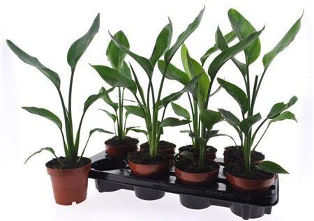 Горшечные цветы и растения оптом Strelitzia Reginae 12cm от 10шт из Голландии с доставкой по России