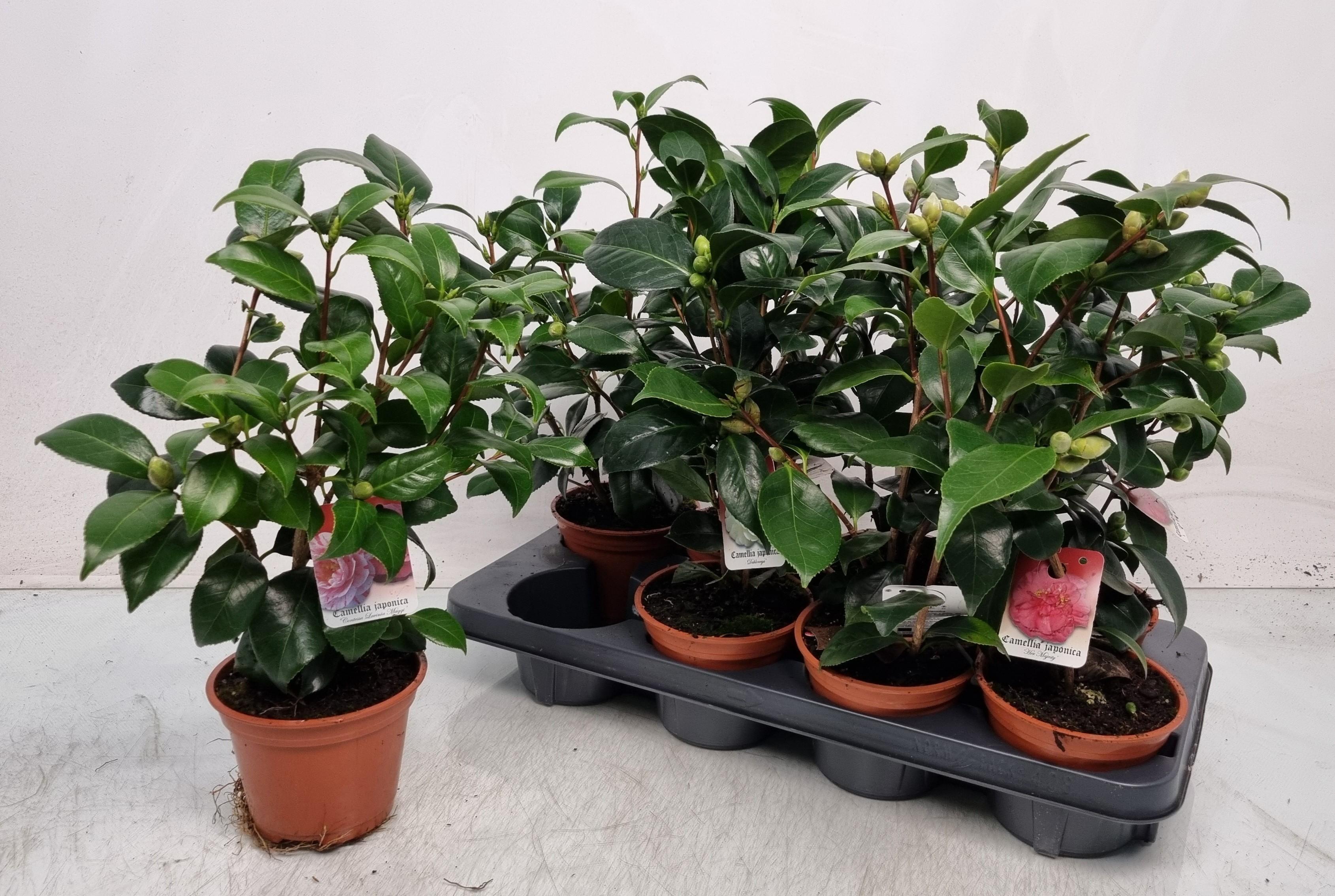 Горшечные цветы и растения оптом Camellia Japonica от 8шт из Голландии с доставкой по России Горшечные цветы и растения оптом Camellia Japonica от 8шт из Голландии с доставкой по России