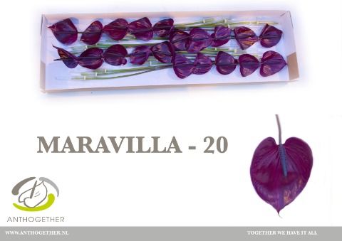 Срезанные цветы оптом Anthurium maravilla от 15шт. из Голландии с доставкой по России