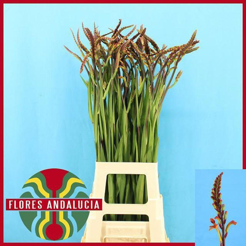 Срезанные цветы оптом Crocosmia chasmanthe saturnus от 50шт из Голландии с доставкой по России