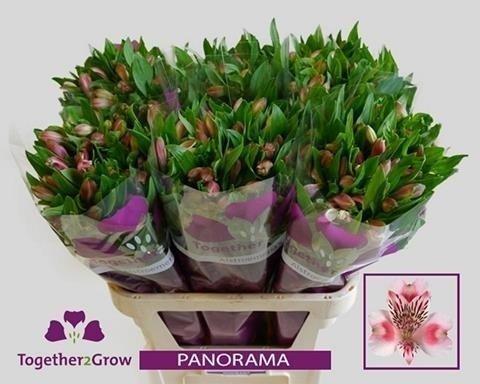 Срезанные цветы оптом Alstroemeria panorama от 50шт из Голландии с доставкой по России