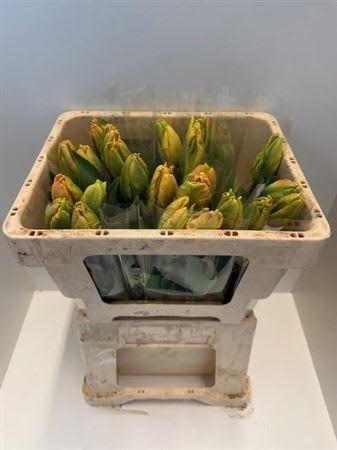 Срезанные цветы оптом Tulipa pa comet от 25шт из Голландии с доставкой по России