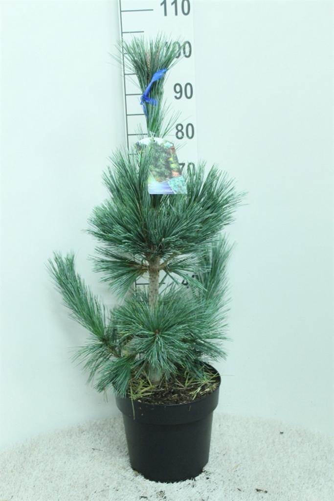 Горшечные цветы и растения оптом Pinus ... от 1шт из Голландии с доставкой по России