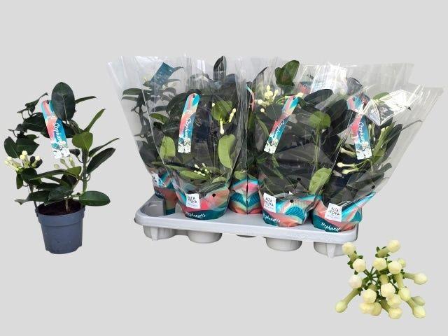 Горшечные цветы и растения оптом Steph Fl Ov от 9шт' из Голландии с доставкой по России