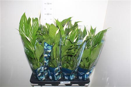 Горшечные цветы и растения оптом Spath Strauss 4+ от 8шт из Голландии с доставкой по России