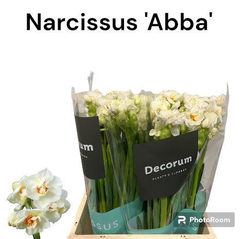 Срезанные цветы оптом Narcissus sp abba от 100шт из Голландии с доставкой по России