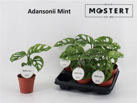 Горшечные цветы и растения оптом Monstera Adansonii Mint от 6шт из Голландии с доставкой по России