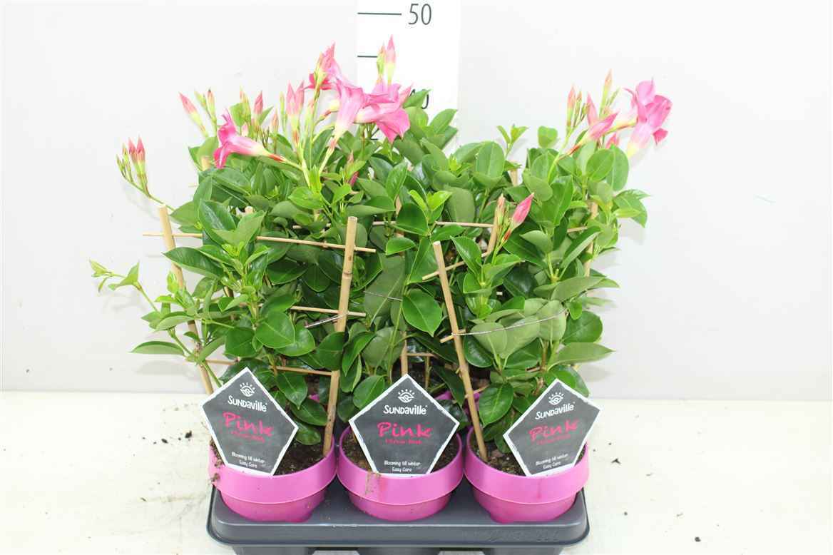 Горшечные цветы и растения оптом Mandevilla Sun Pink Op Rek от 6шт из Голландии с доставкой по России