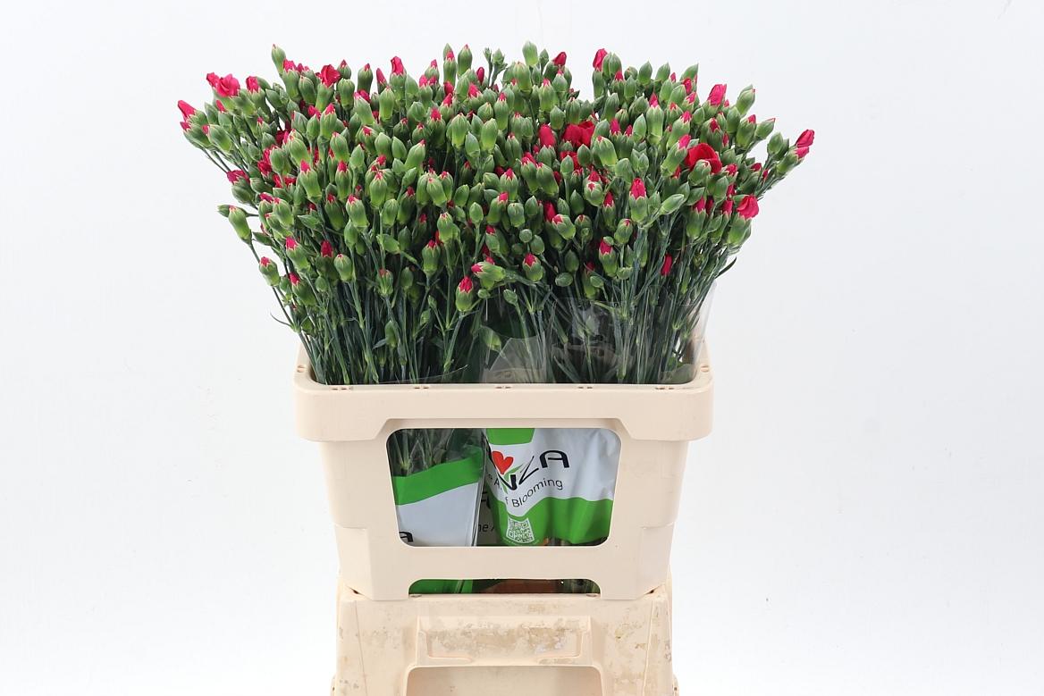 Срезанные цветы оптом Dianthus sp solomio imre от 100шт из Голландии с доставкой по России