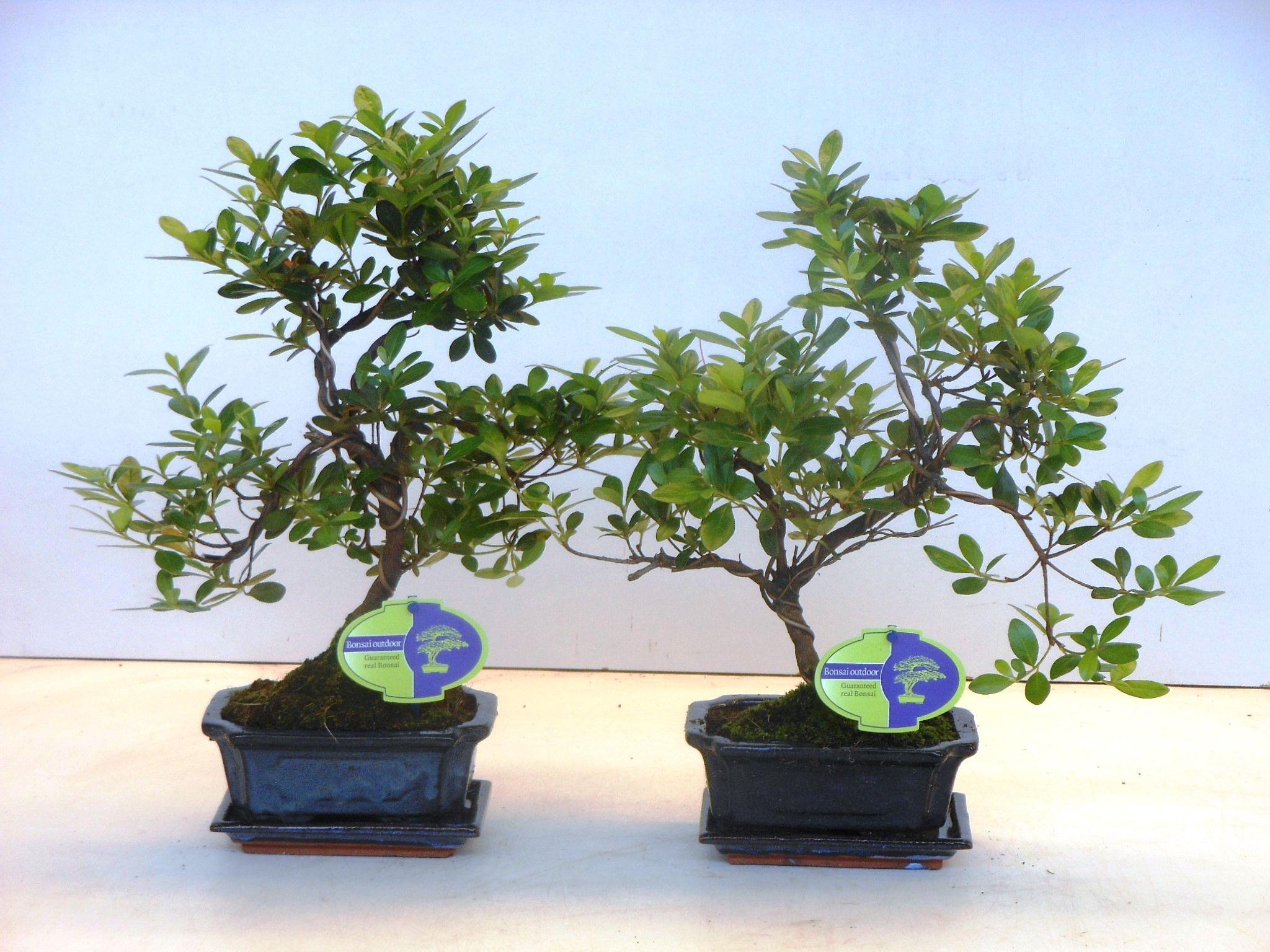 Горшечные цветы и растения оптом Bonsai Rhododedron Indicum, Shape, With Drip от 8шт из Голландии с доставкой по России