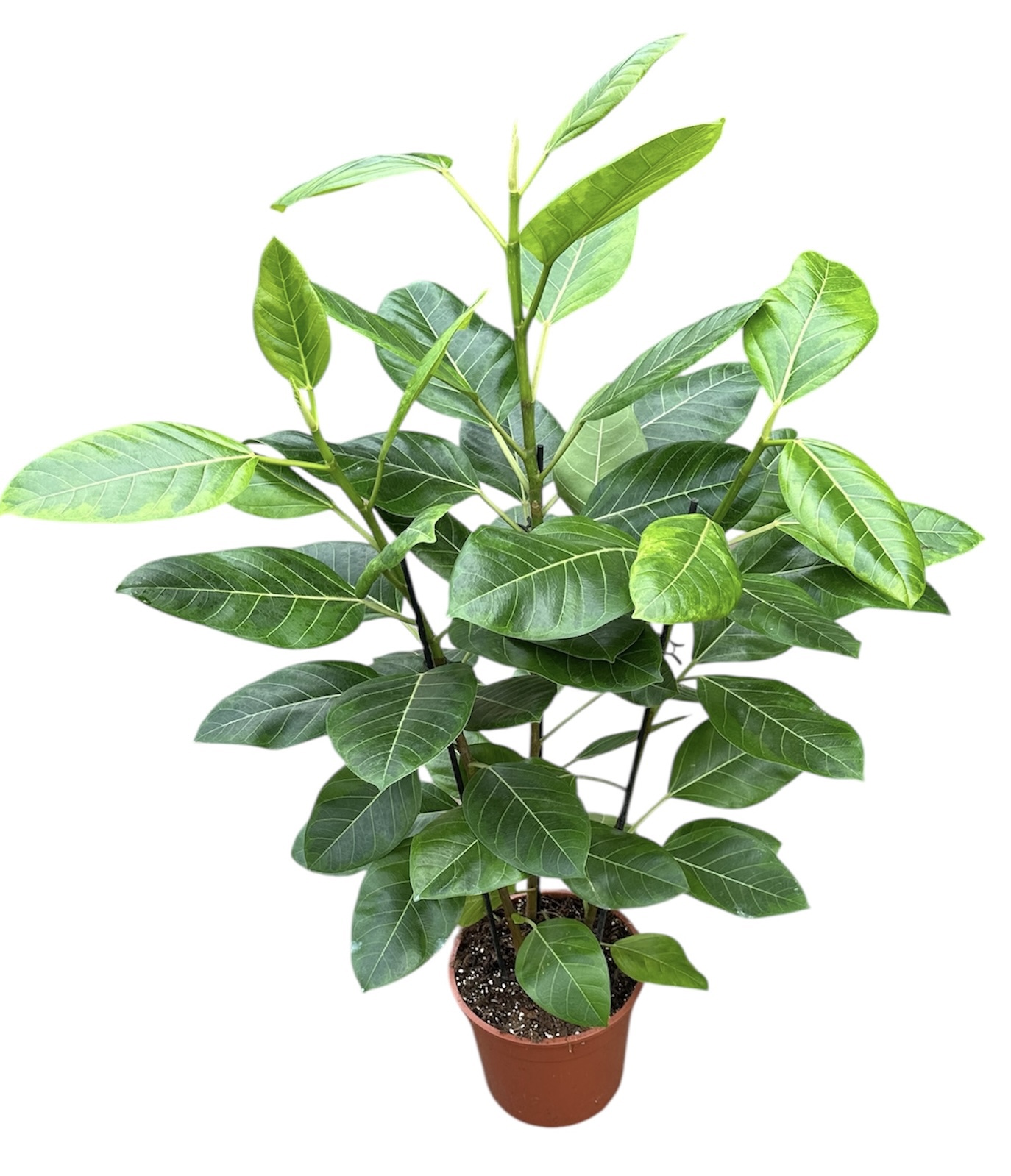 Горшечные цветы и растения оптом Ficus Ben Variegata от 1шт из Голландии с доставкой по России