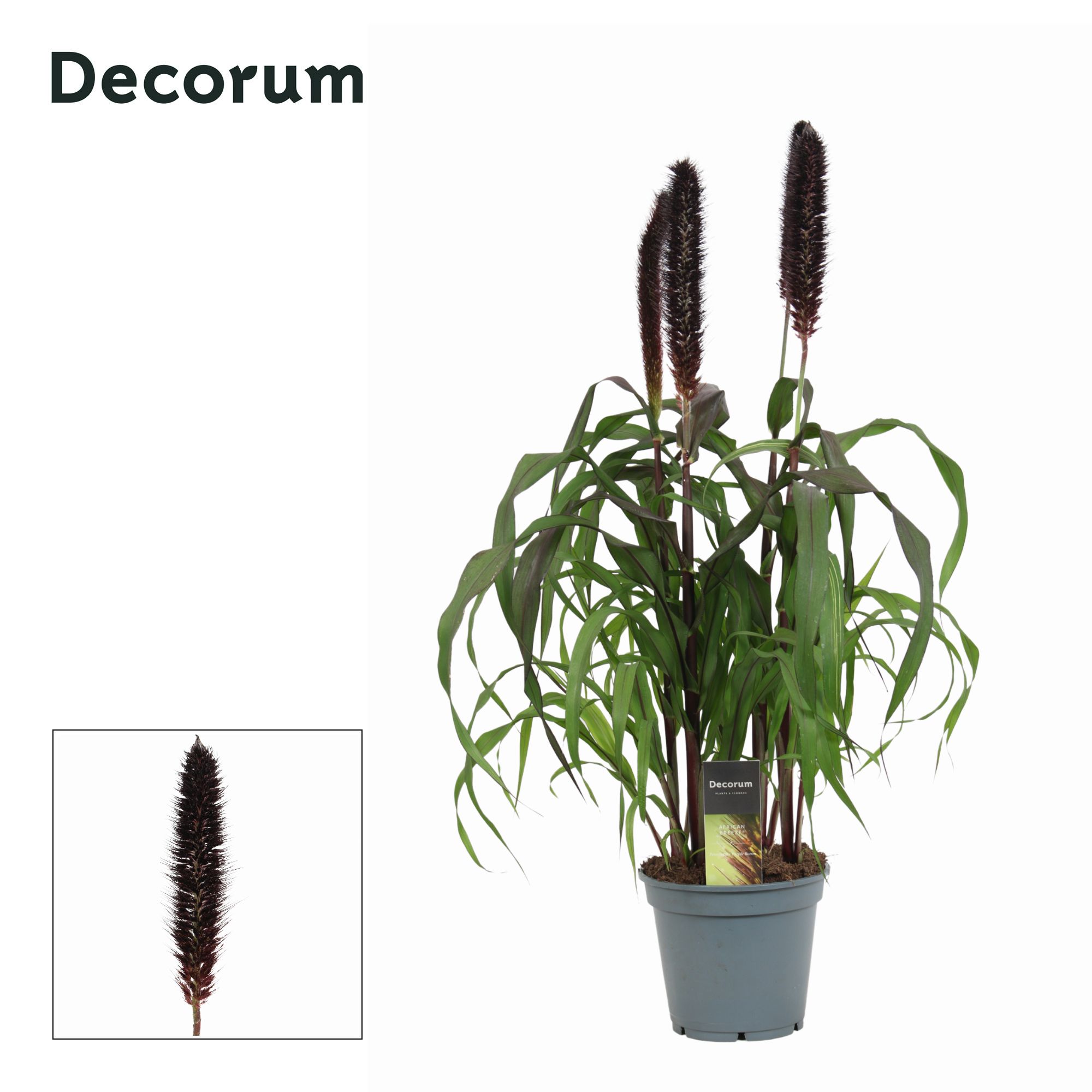 Горшечные цветы и растения оптом Pennisetum Purple Baron (decorum) от 6шт из Голландии с доставкой по России