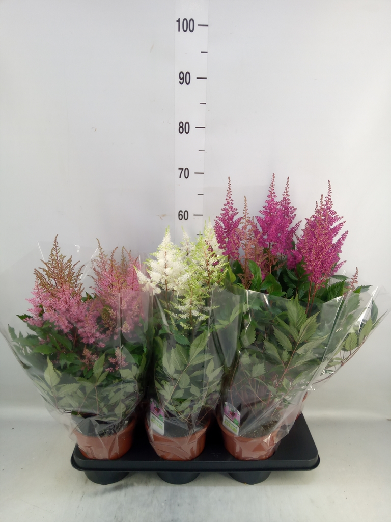 Горшечные цветы и растения оптом Astilbe   ...mix 3 от 6шт из Голландии с доставкой по России