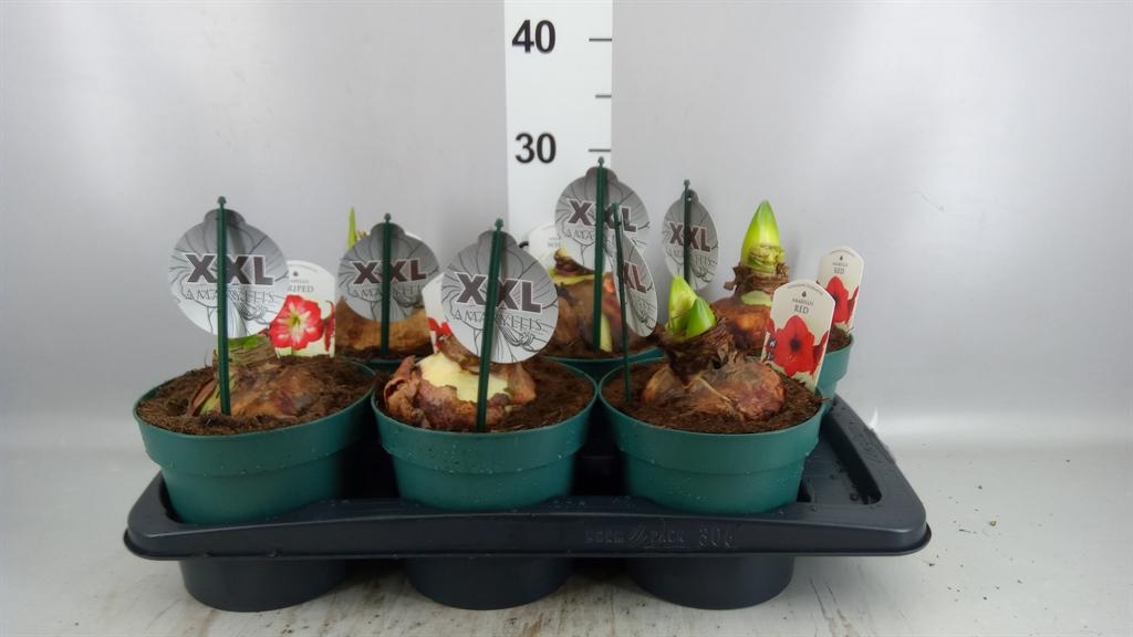 Горшечные цветы и растения оптом Hippeastrum ...mix 4 от 6шт из Голландии с доставкой по России
