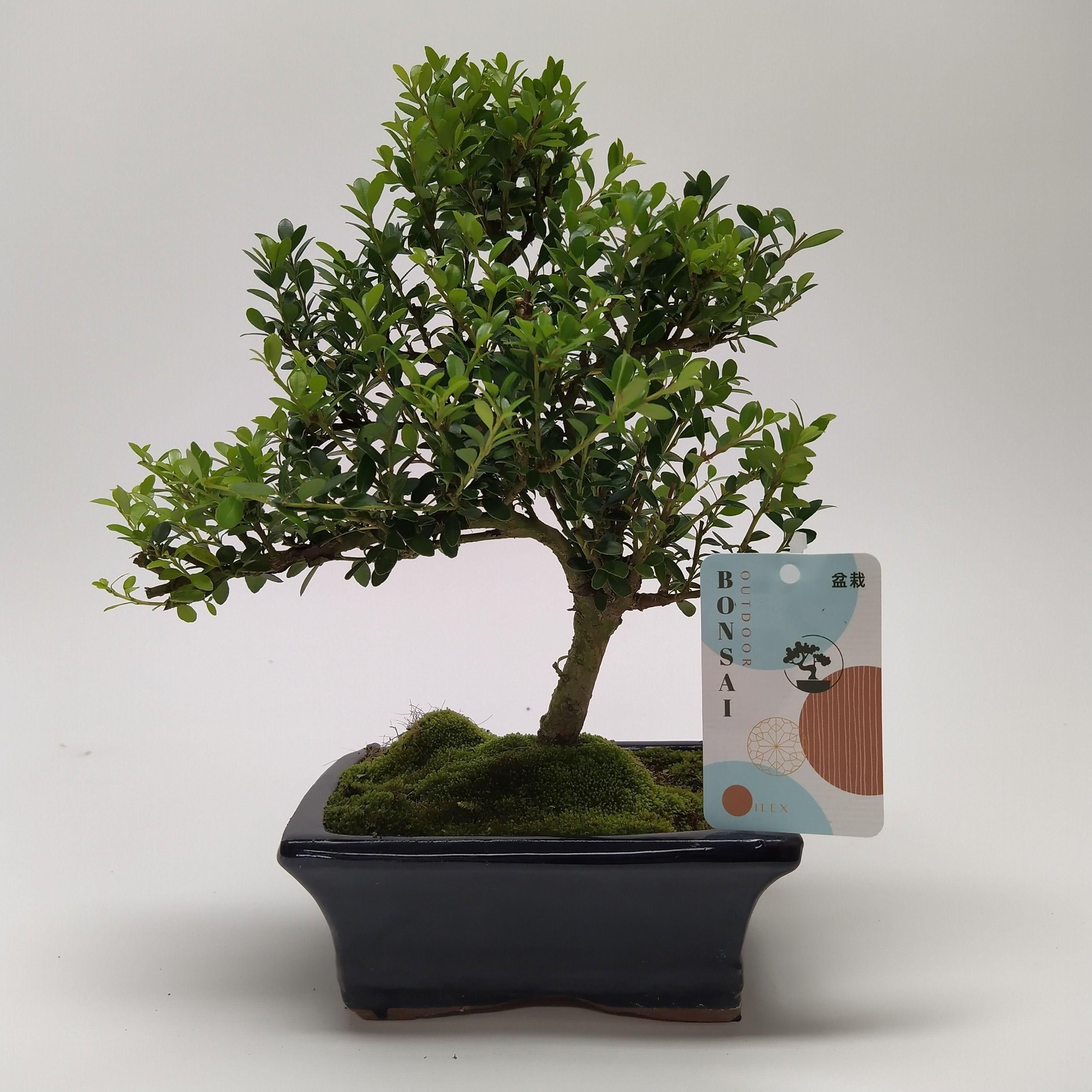 Горшечные цветы и растения оптом Bonsai Ilex Outdoor от 8шт из Голландии с доставкой по России