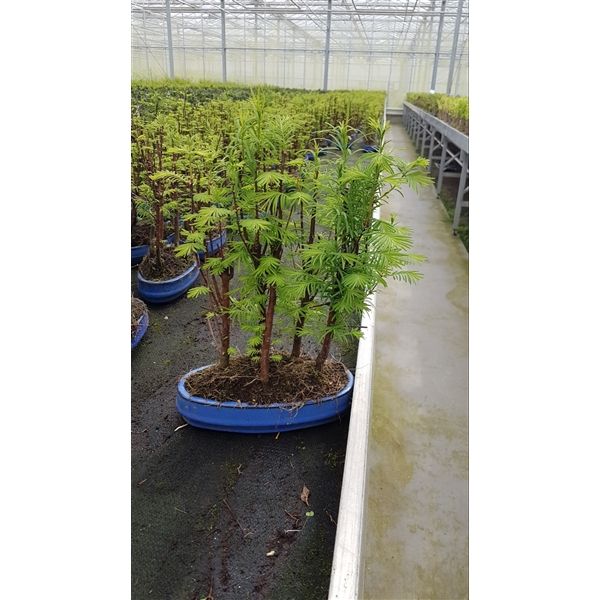 Горшечные цветы и растения оптом Bonsai Metasequoia Glyptostroboides, 22 Cm Oval, G от 5шт из Голландии с доставкой по России