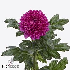 Срезанные цветы оптом Chrys bl roxo от 40шт из Голландии с доставкой по России