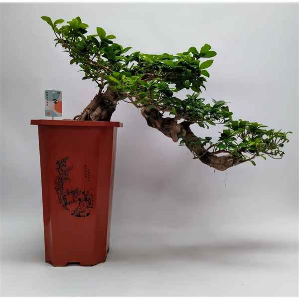 Горшечные цветы и растения оптом Ficus Ginseng S-shape от 1шт из Голландии с доставкой по России