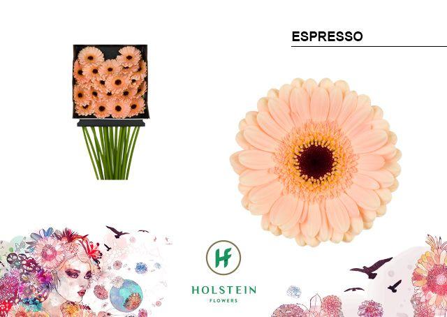 Срезанные цветы оптом Germini diamond espresso от 20шт из Голландии с доставкой по России