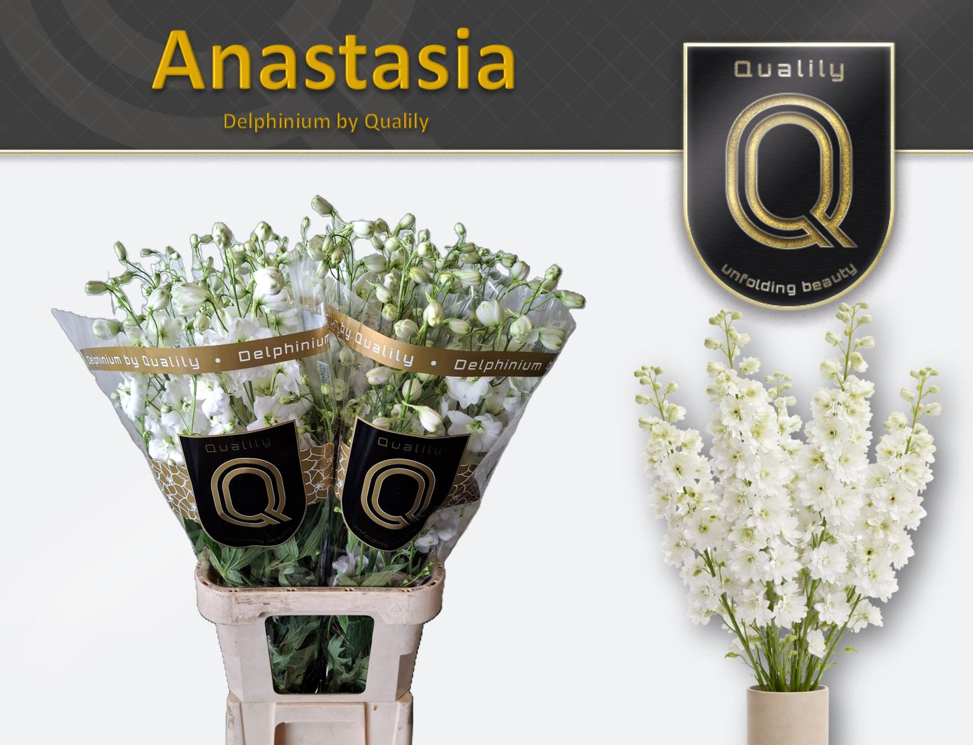 Срезанные цветы оптом Delphinium do el dewi anastasia от 30шт из Голландии с доставкой по России