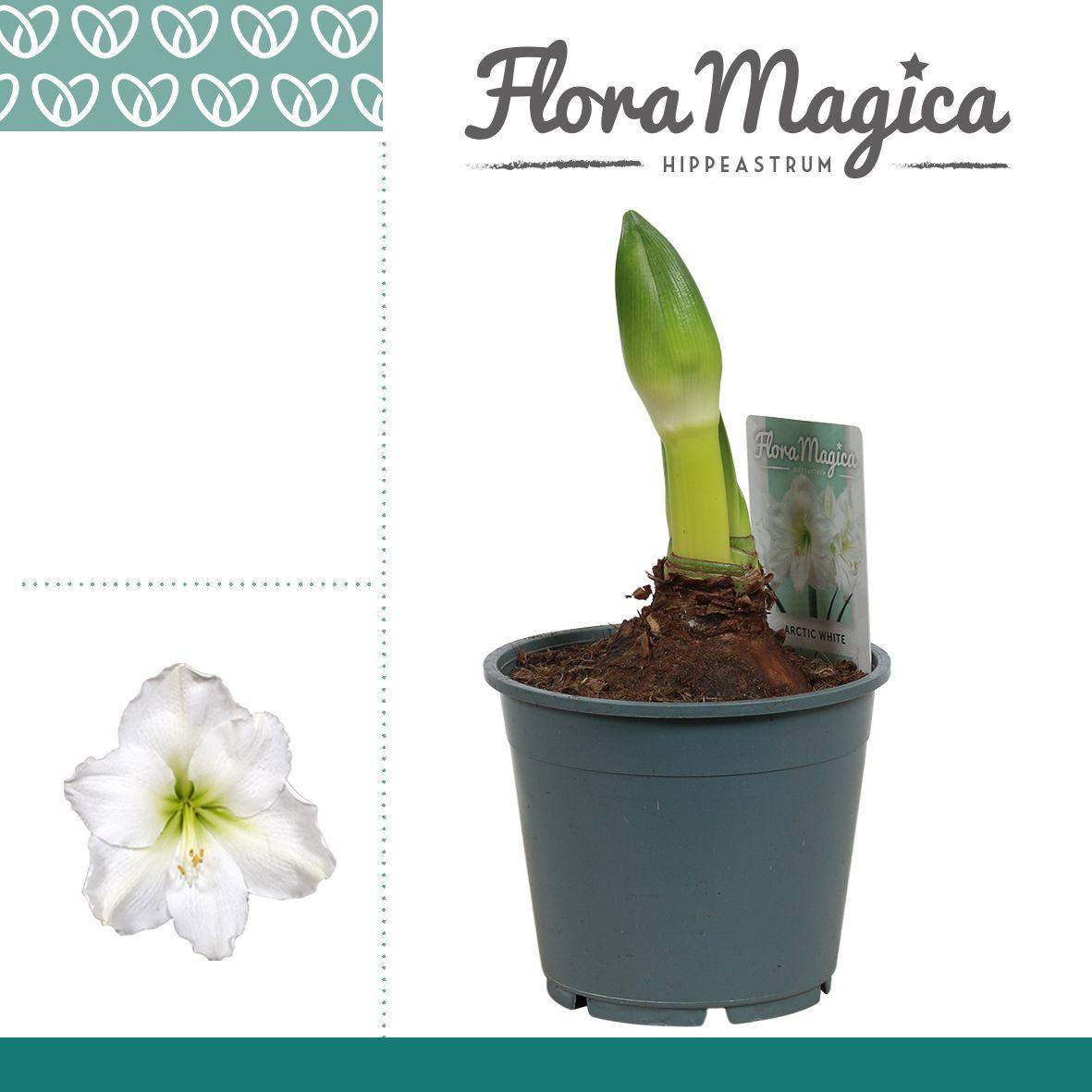 Горшечные цветы и растения оптом Amaryllis Arctic White 1+ от 7шт из Голландии с доставкой по России