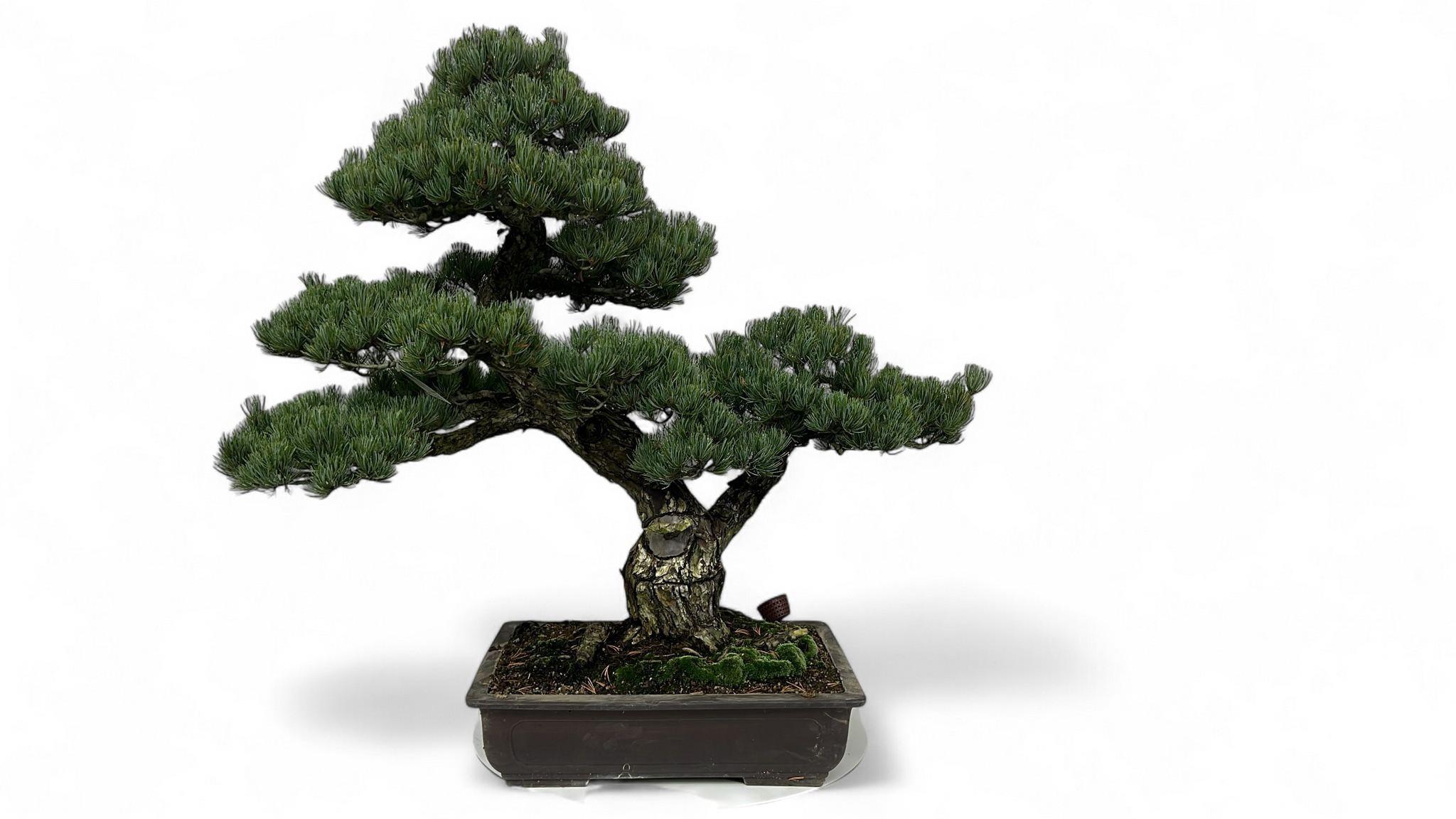 Горшечные цветы и растения оптом Pinus Parviflora, Pot 44cm. Height 80cm. (single I от 1шт из Голландии с доставкой по России