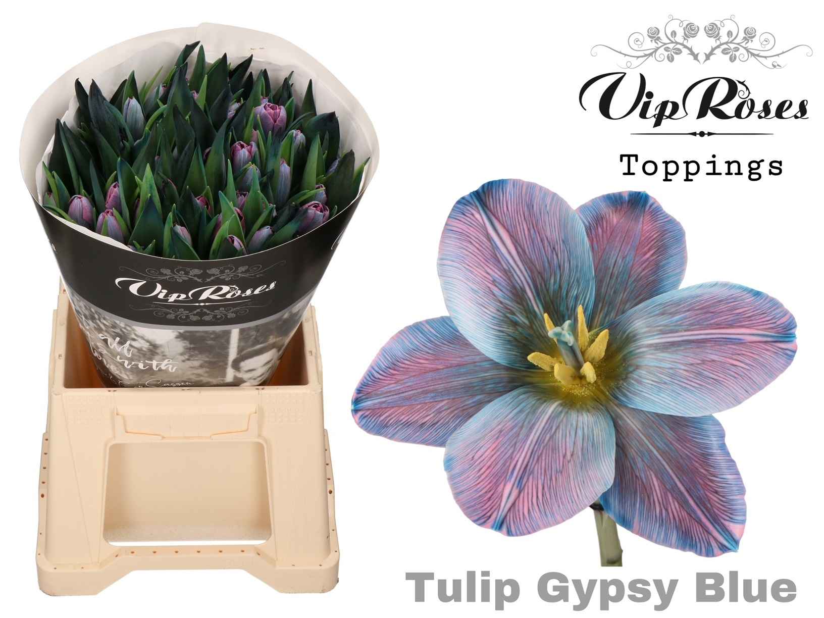 Срезанные цветы оптом Tulipa si paint gypsy blue от 50шт из Голландии с доставкой по России