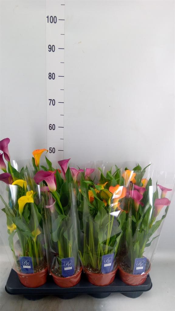 Горшечные цветы и растения оптом Zantedeschia   ...mix от 8шт из Голландии с доставкой по России