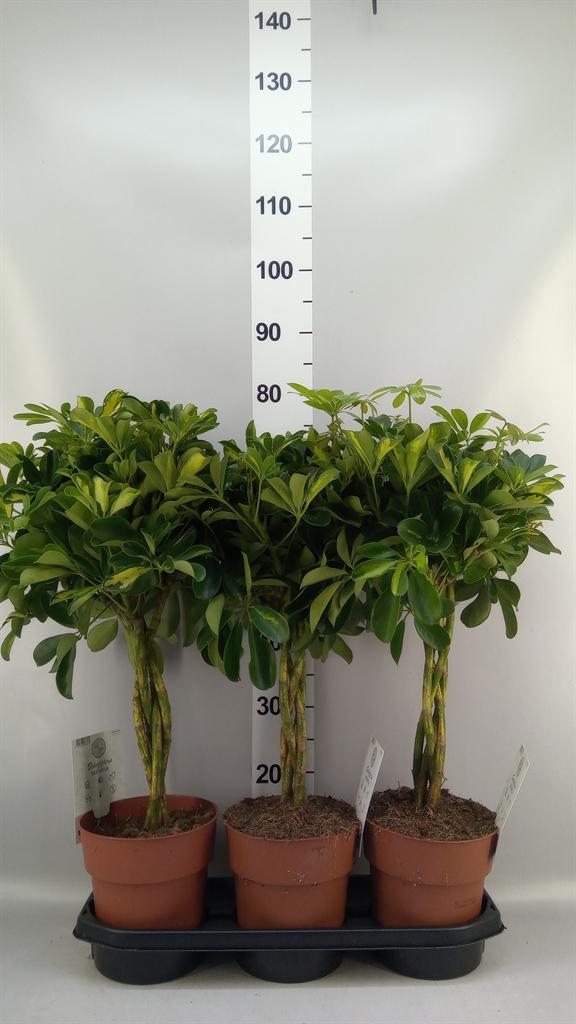 Горшечные цветы и растения оптом Schefflera Arbor. gold Capella от 3шт из Голландии с доставкой по России