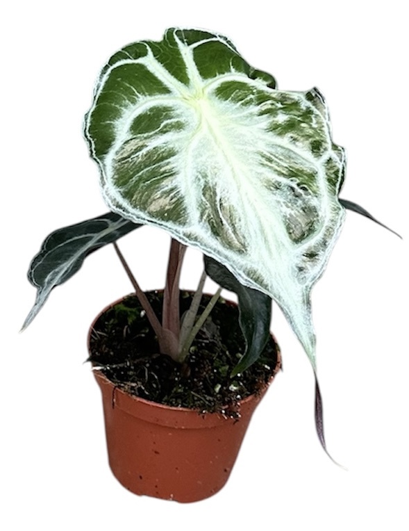 Горшечные цветы и растения оптом Alocasia Venom от 1шт (для телеги) из Голландии с доставкой по России