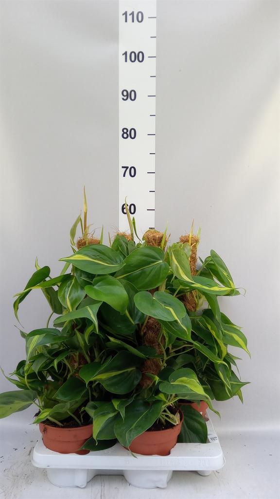 Горшечные цветы и растения оптом Philodendron Scand. brasil от 4шт из Голландии с доставкой по России