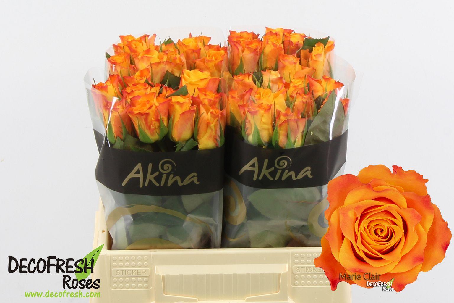 Срезанные цветы оптом Rosa large marie-claire! от 40шт из Голландии с доставкой по России