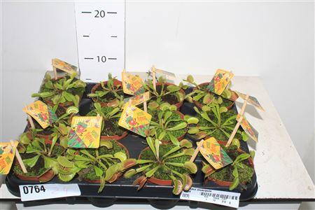 Горшечные цветы и растения оптом Dionaea Muscipula * Spring Deal * от 12шт (для телеги) из Голландии с доставкой по России Горшечные цветы и растения оптом Dionaea Muscipula * Spring Deal * от 12шт (для телеги) из Голландии с доставкой по России