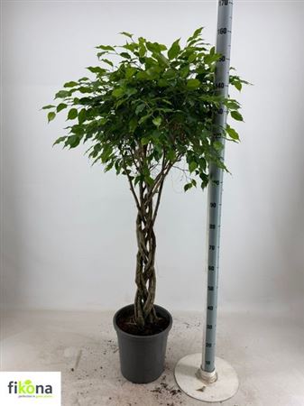 Горшечные цветы и растения оптом Fic Ben Exotica Twister Stam от 1шт из Голландии с доставкой по России