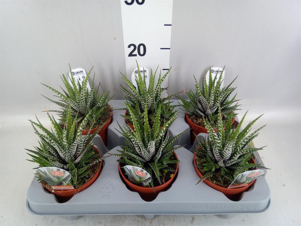 Горшечные цветы и растения оптом Haworthia Fasciata big Band от 6шт из Голландии с доставкой по России