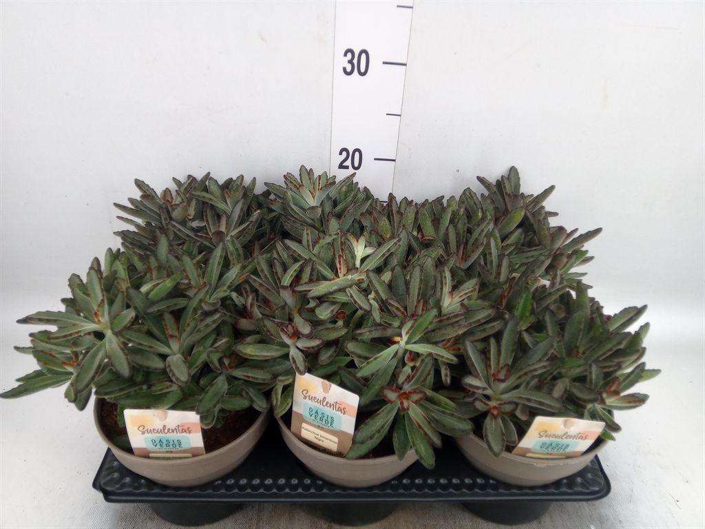 Горшечные цветы и растения оптом Kalanchoe   ... от 6шт из Голландии с доставкой по России