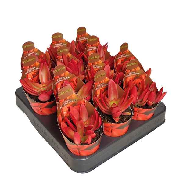 Горшечные цветы и растения оптом Crassula Capitella Campfire Potcover от 12шт из Голландии с доставкой по России