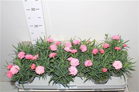 Горшечные цветы и растения оптом Dian I Love U от 12шт из Голландии с доставкой по России